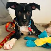 What Is The Breed Of Gidget From Walking The Dogs What Is The Breed Of Gidget From Walking The Dogs